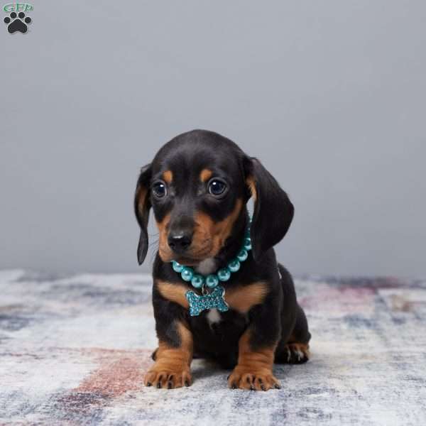 Chase, Dachshund Puppy